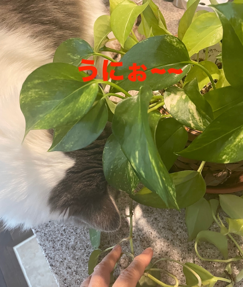 f:id:noru-minineko:20220320211833j:plain
