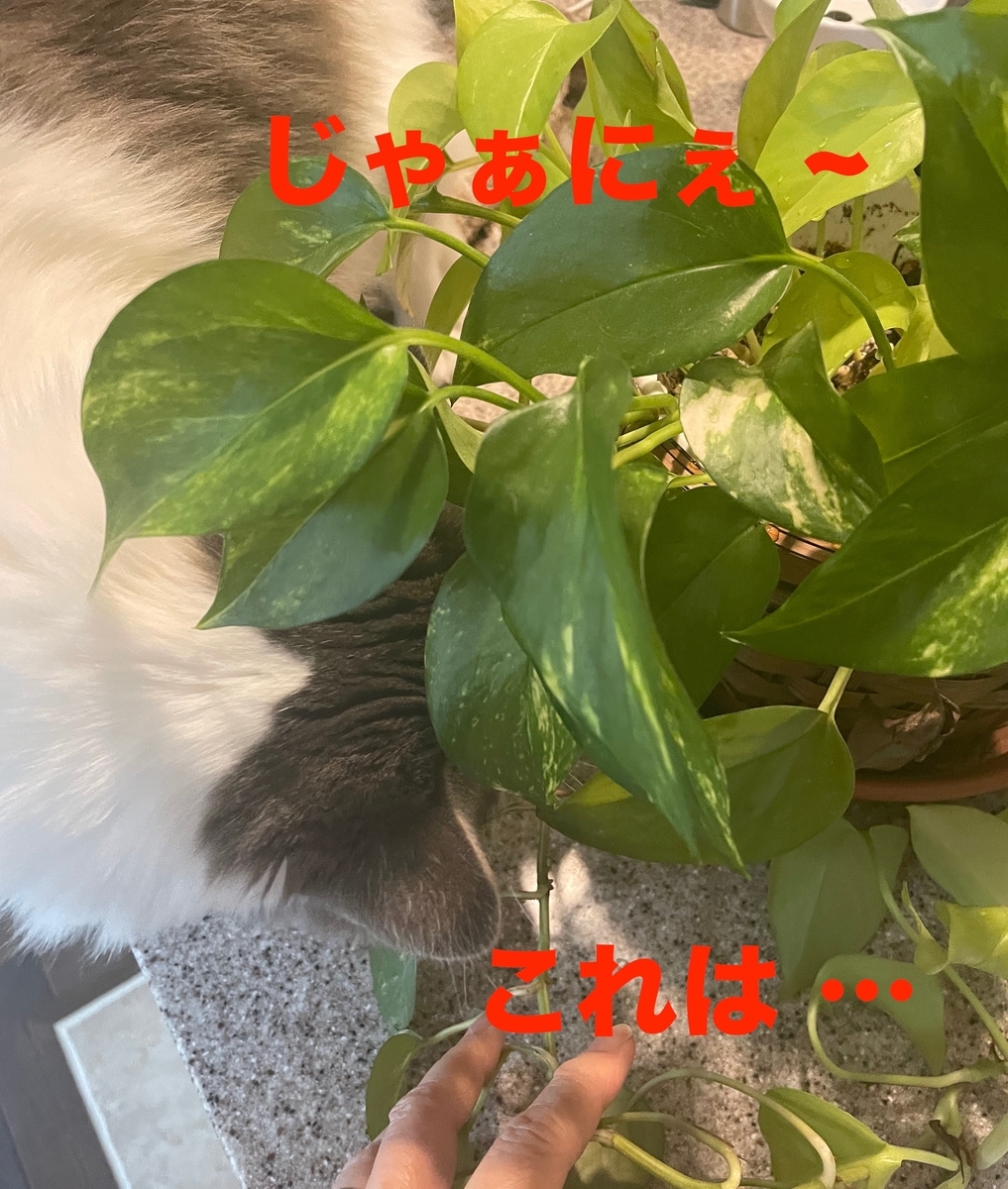 f:id:noru-minineko:20220320212300j:plain