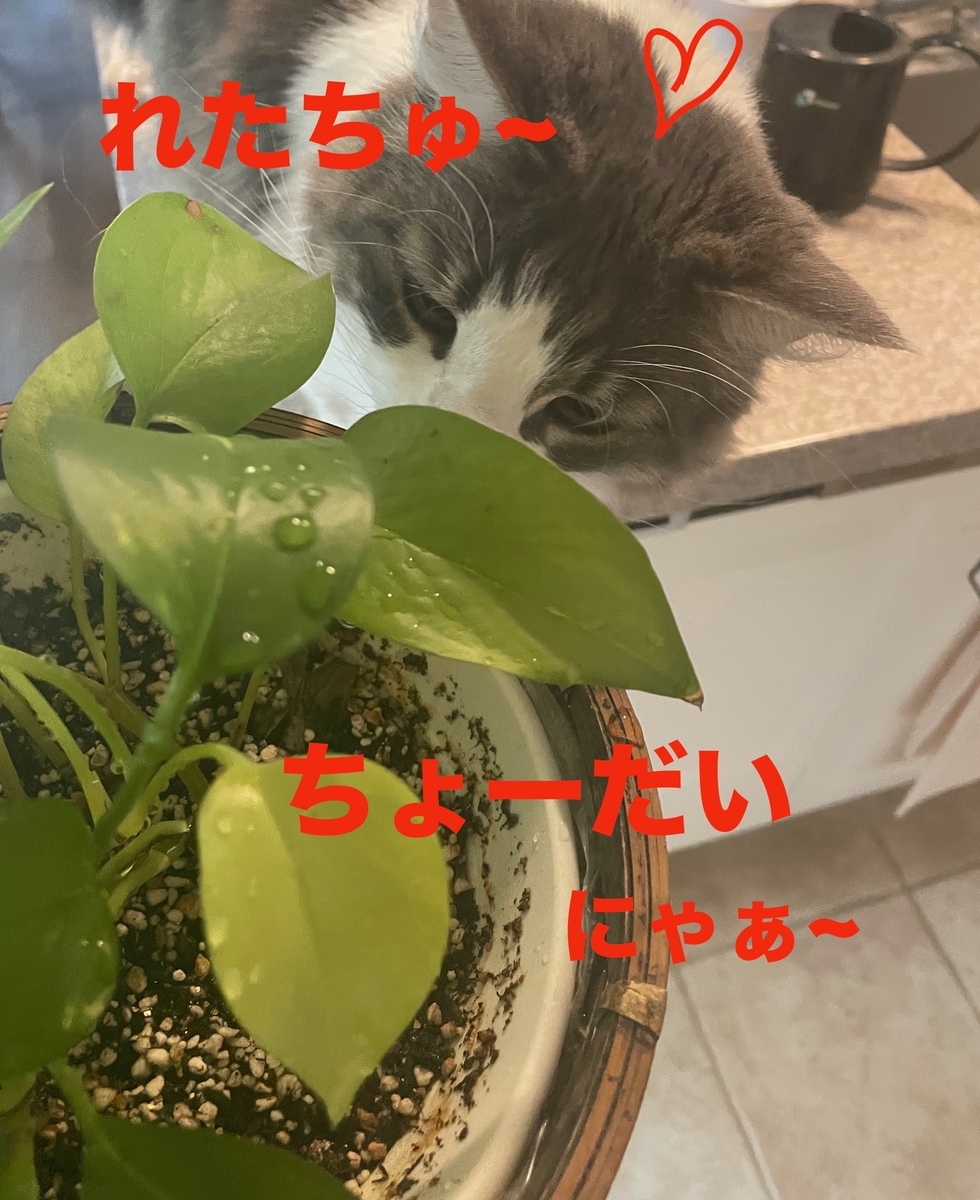 f:id:noru-minineko:20220320212516j:plain