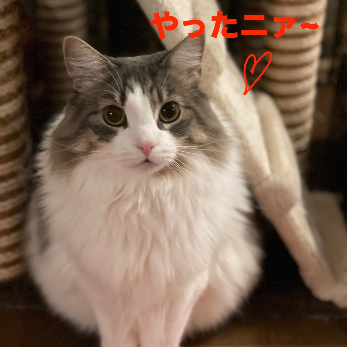 f:id:noru-minineko:20220320214900j:plain