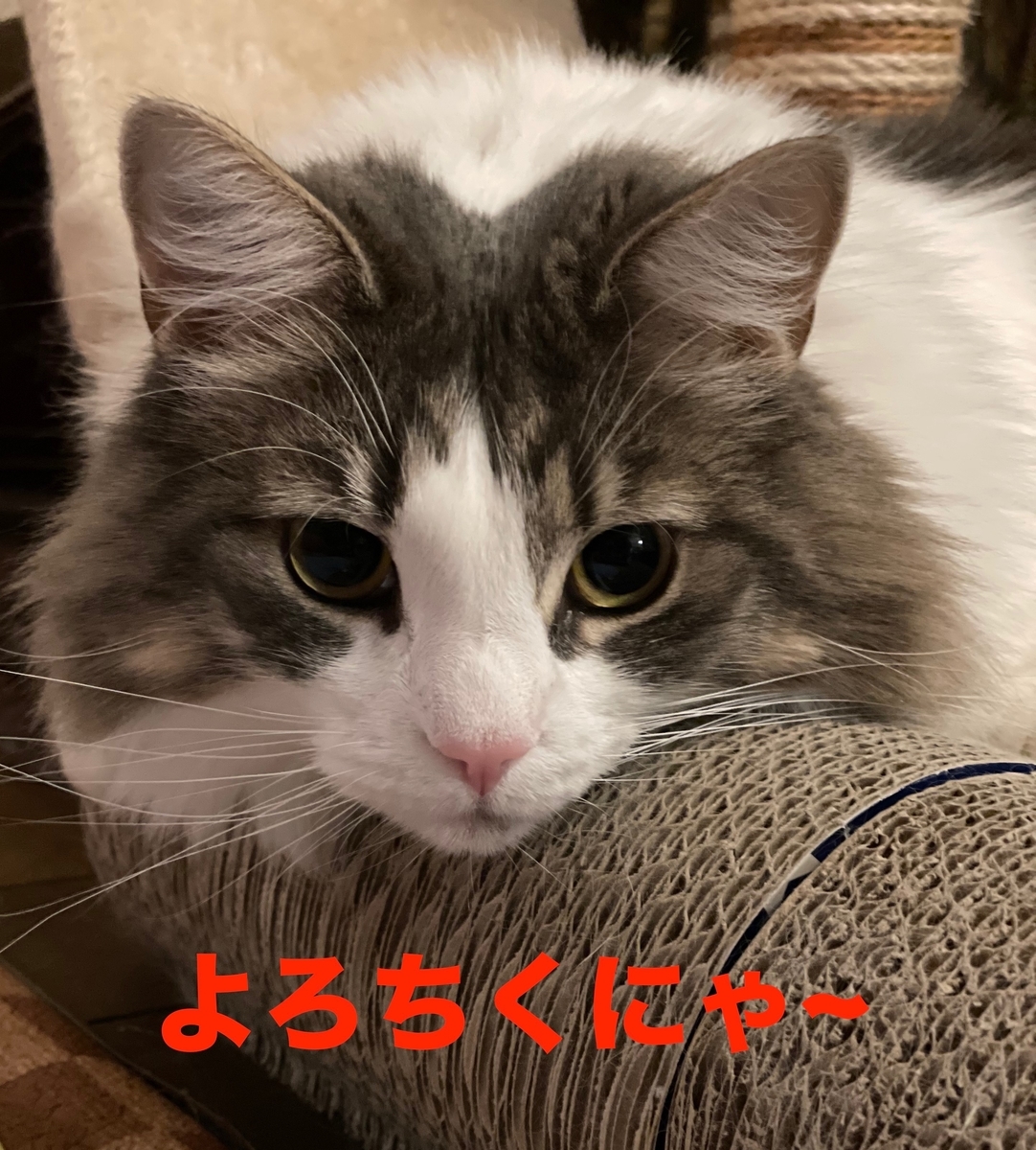 f:id:noru-minineko:20220320215946j:plain