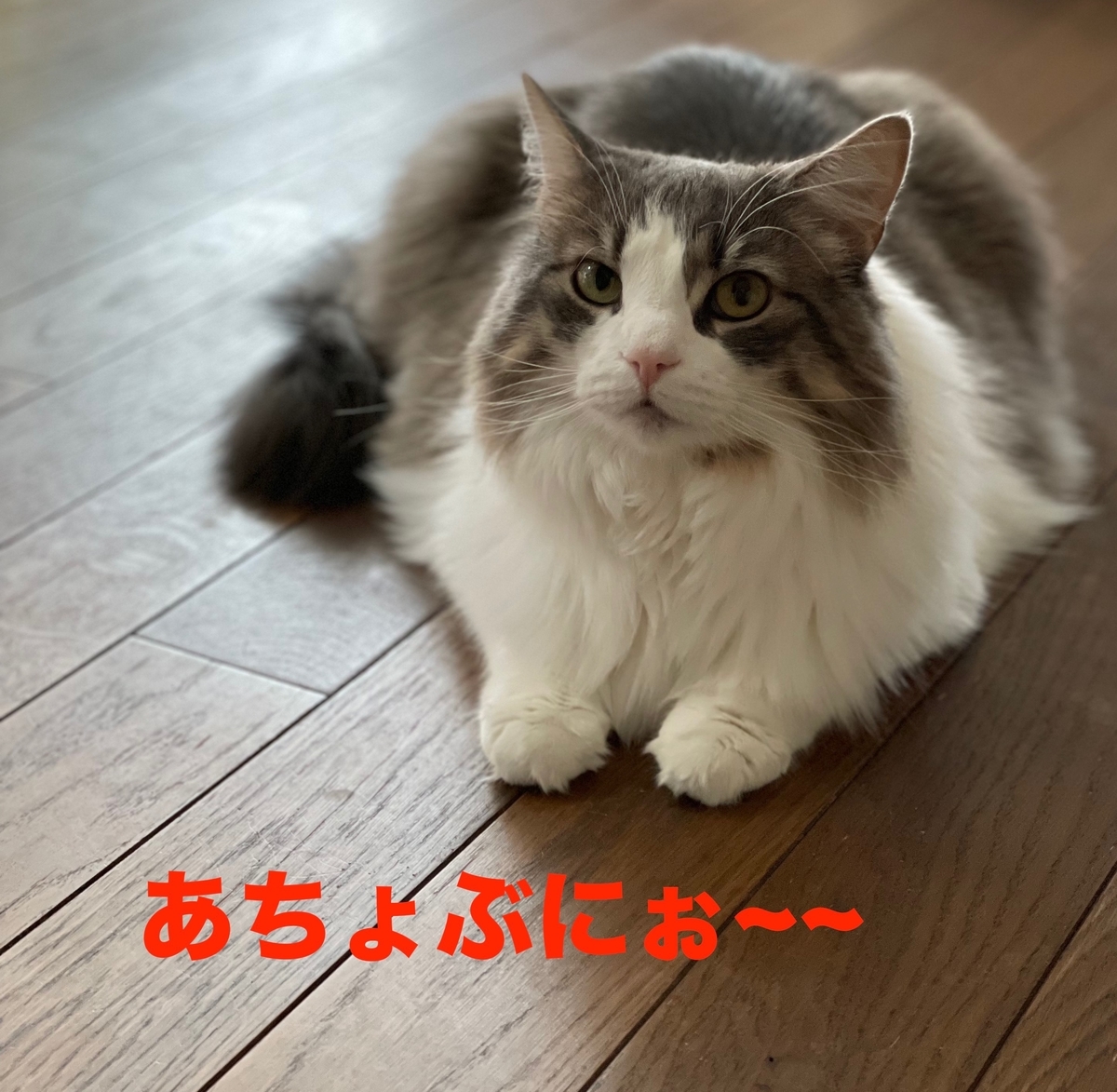 f:id:noru-minineko:20220320224155j:plain