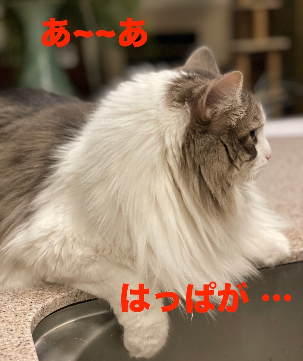 f:id:noru-minineko:20220322155123j:plain