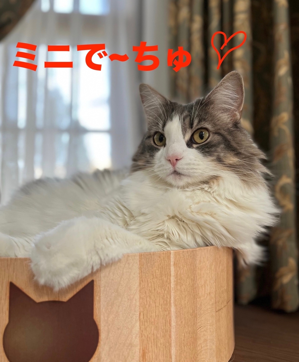 f:id:noru-minineko:20220324205338j:plain