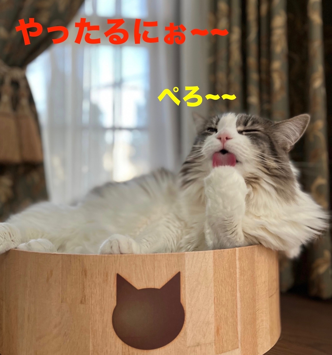 f:id:noru-minineko:20220324205935j:plain