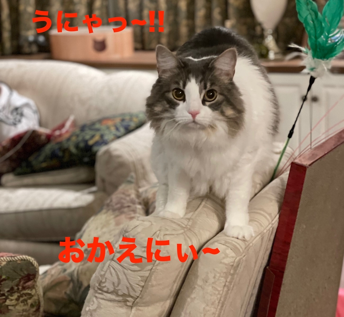 f:id:noru-minineko:20220324211041j:plain