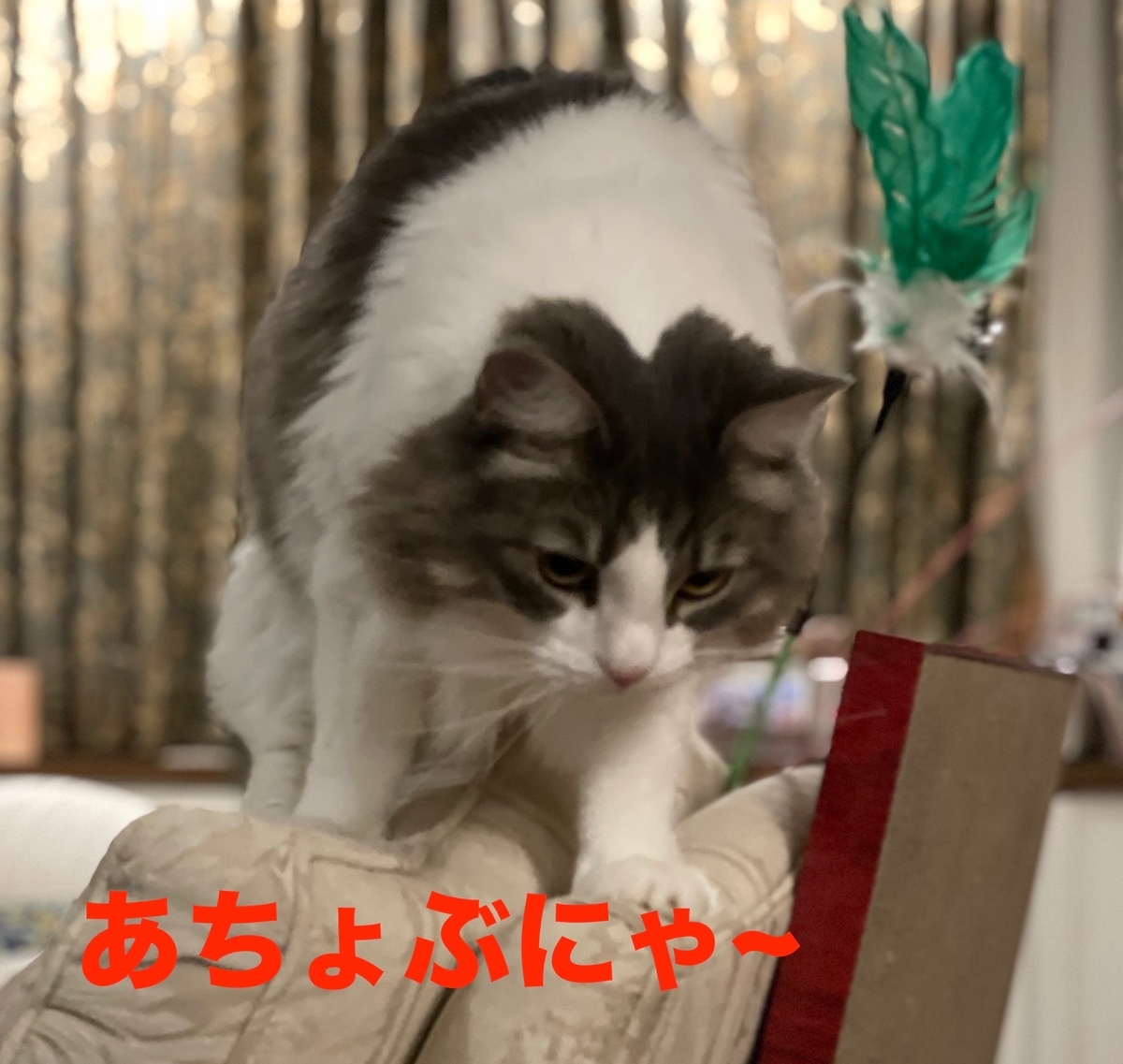 f:id:noru-minineko:20220324214730j:plain