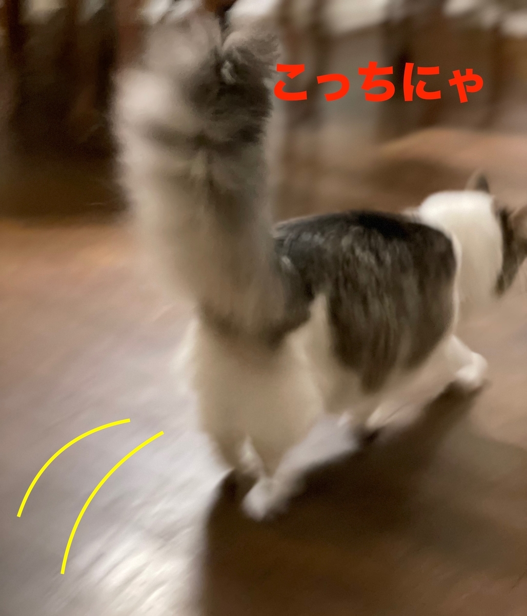 f:id:noru-minineko:20220324215028j:plain
