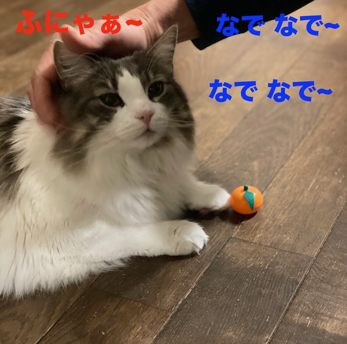 f:id:noru-minineko:20220324221852j:plain