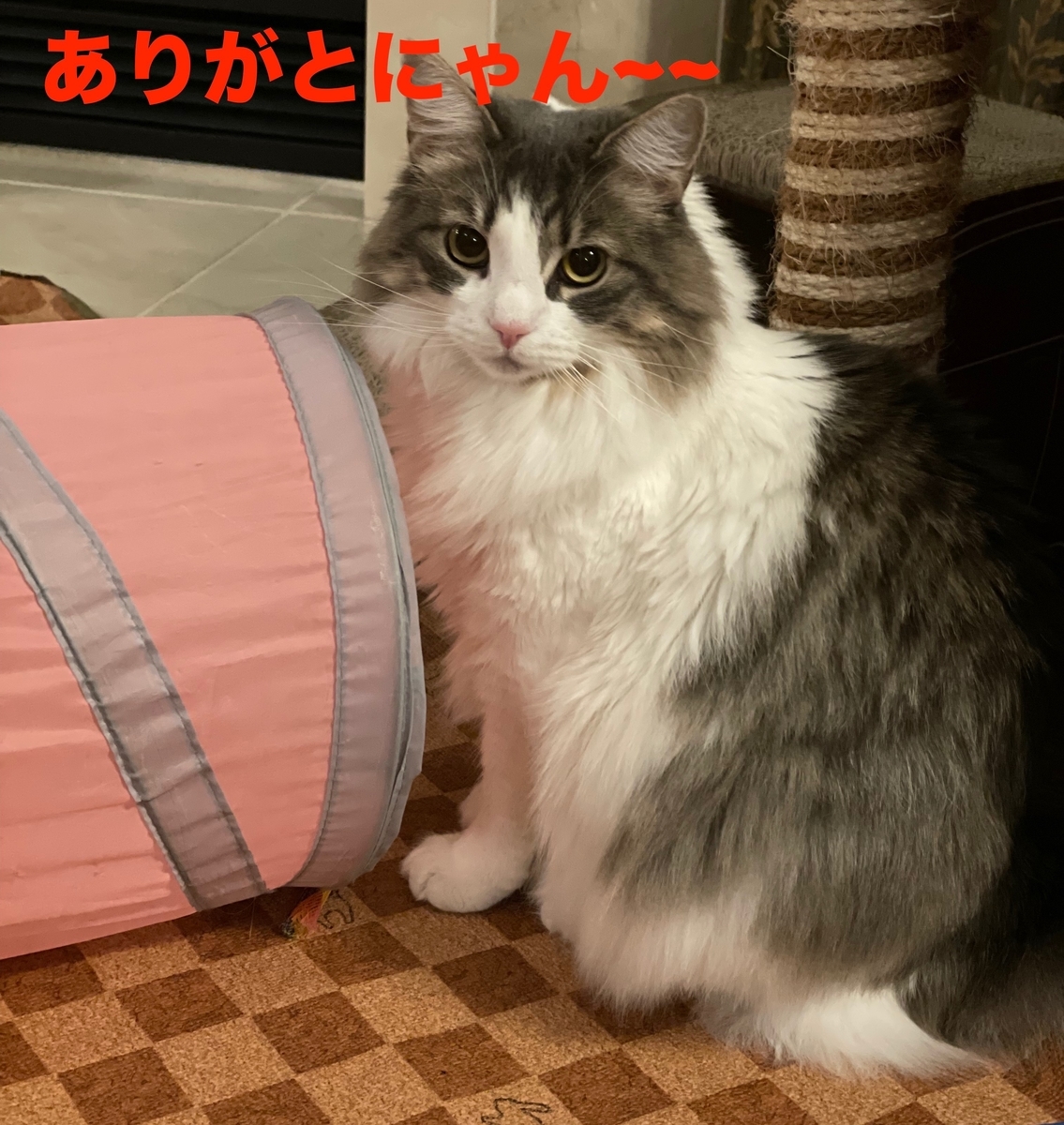 f:id:noru-minineko:20220324223719j:plain
