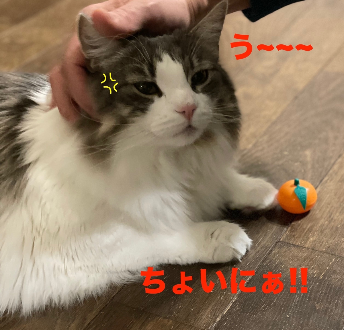 f:id:noru-minineko:20220325091701j:plain
