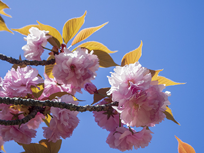 f:id:noruho-club:20190420112307j:plain f:id:noruho-club:20190420112307j:plain
