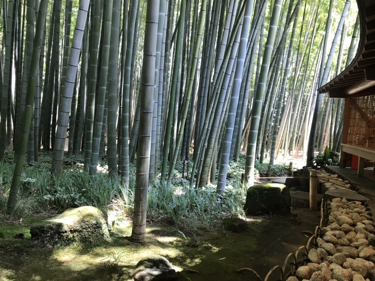 暑い夏の日。涼しげな竹林で季節をあじわう【禅とお茶と竹の庭 