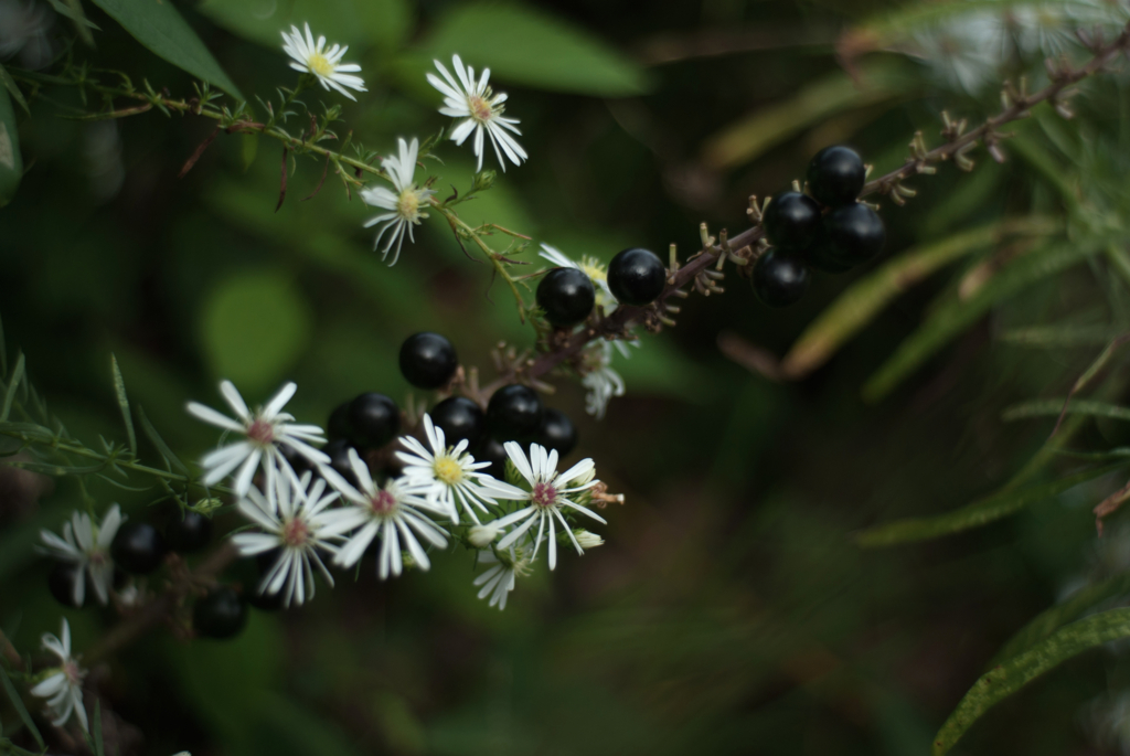 f:id:nostalgie2015:20160926193609j:plain