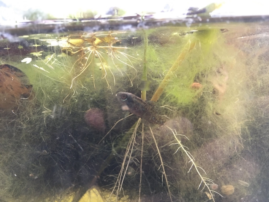 f:id:noswim7:20171024192511j:plain