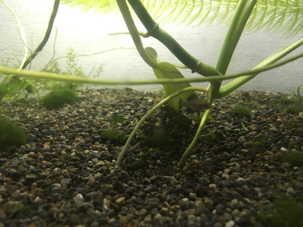 f:id:noswim7:20171024192526j:plain