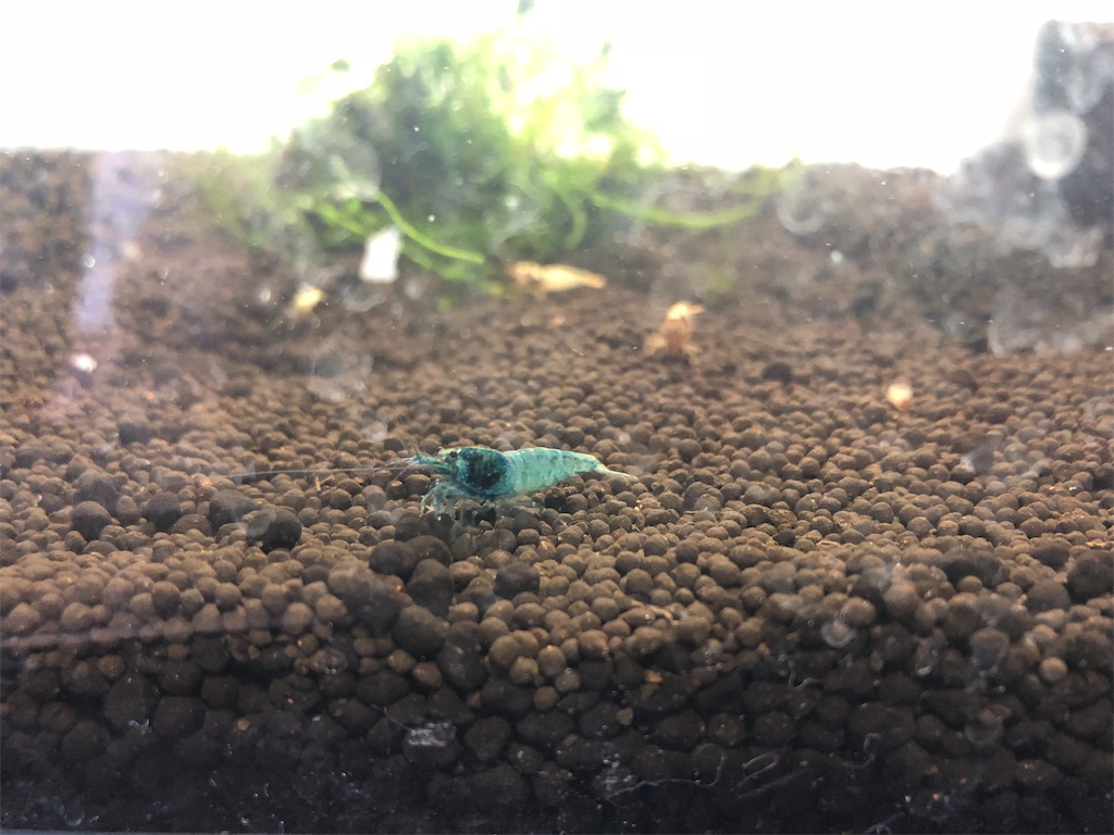 f:id:noswim7:20190927072052j:image