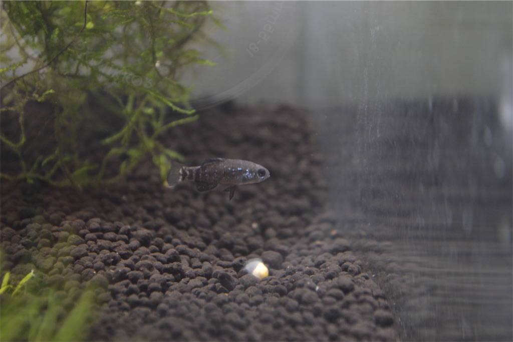 f:id:noswim7:20190927072055j:image