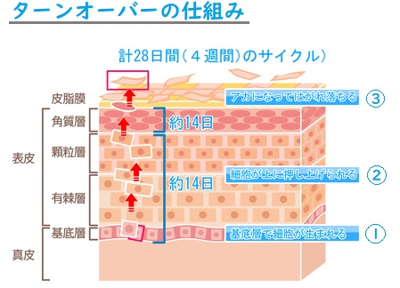 ターンオーバーの説明