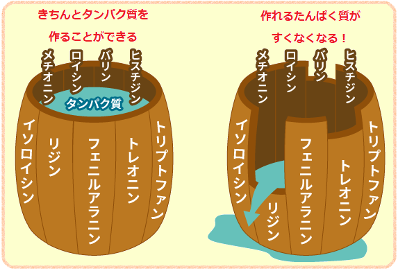 アミノ酸の桶の理論