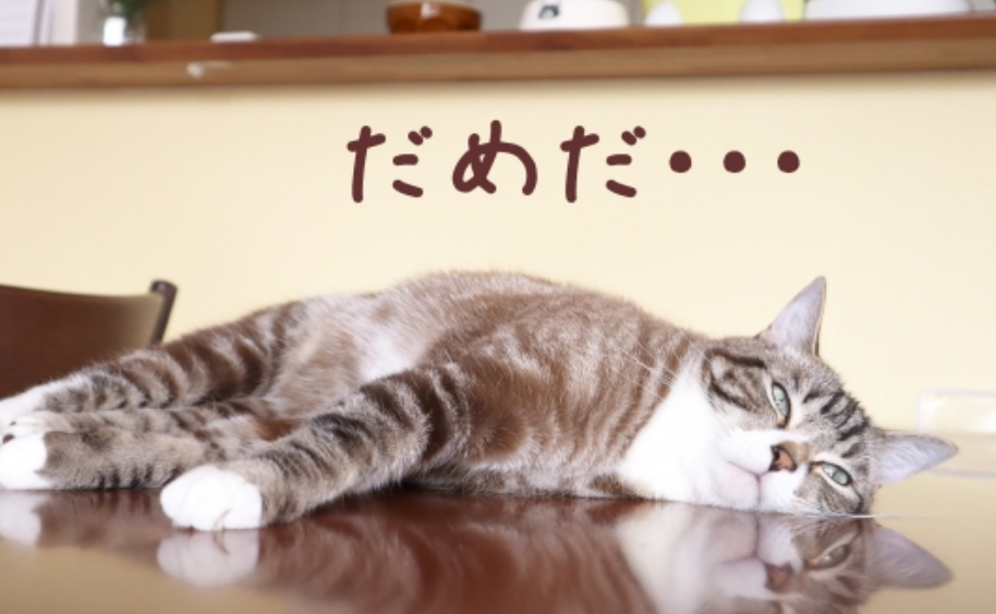 もうだめだ、ねこ