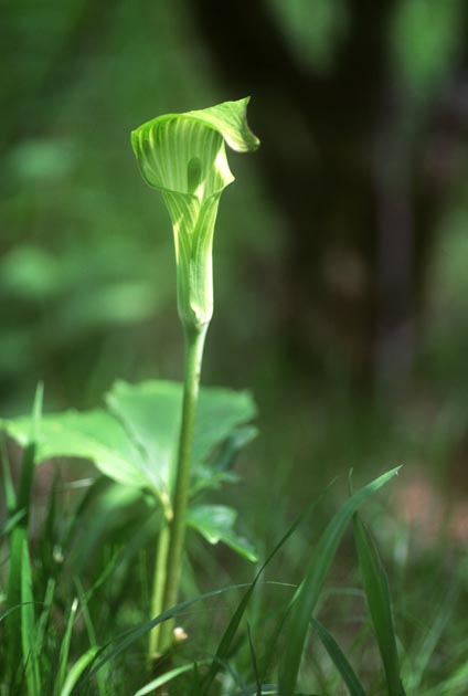 f:id:notahiro:20210628103707j:plain