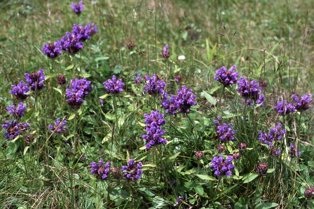 f:id:notahiro:20210801164150j:plain