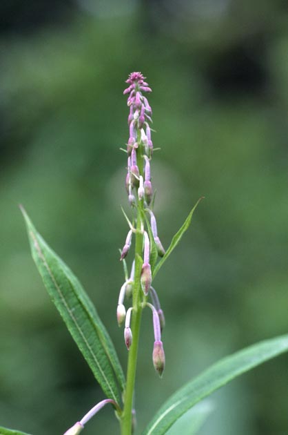 f:id:notahiro:20210801164257j:plain