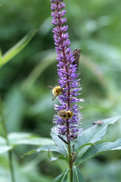 f:id:notahiro:20210801164811j:plain