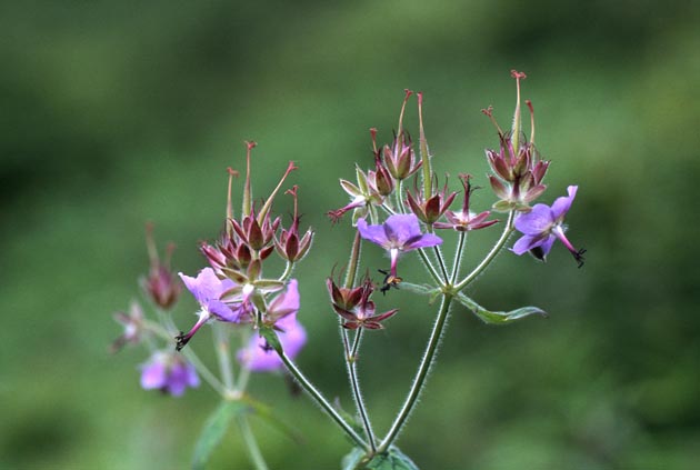 f:id:notahiro:20210801165040j:plain