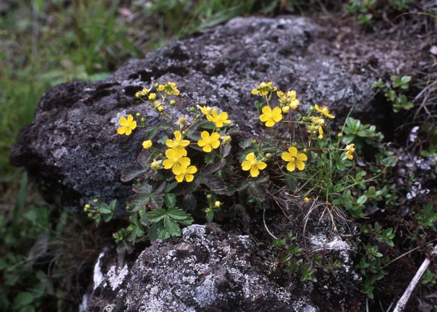 f:id:notahiro:20210801165446j:plain