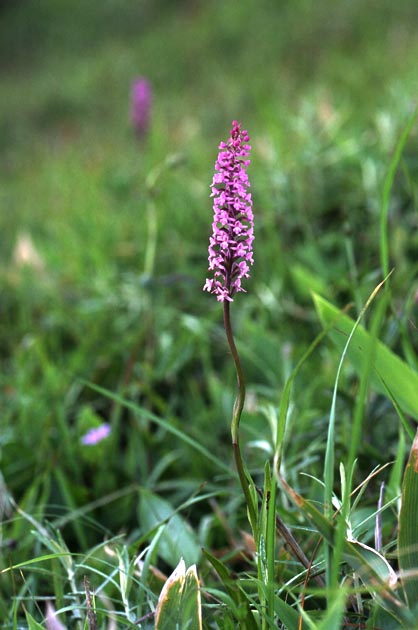 f:id:notahiro:20210801165724j:plain