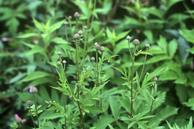 f:id:notahiro:20210831155908j:plain