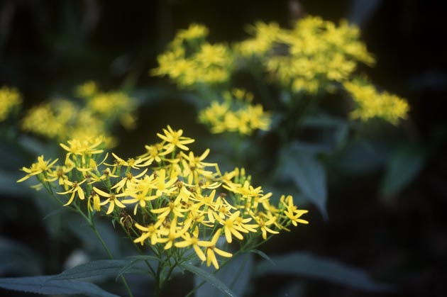 f:id:notahiro:20210831160509j:plain