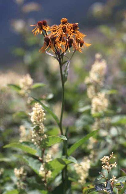 f:id:notahiro:20210831161003j:plain