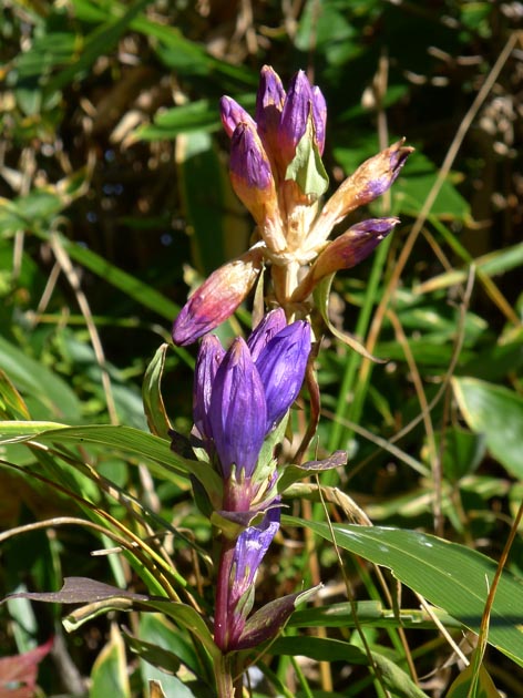 f:id:notahiro:20211001110943j:plain