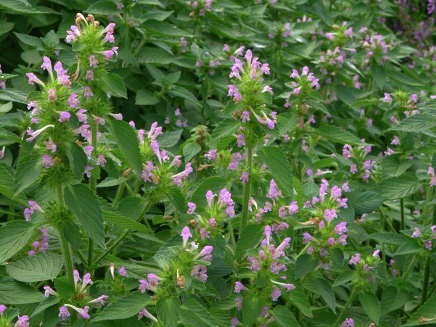 f:id:notahiro:20211019175318j:plain
