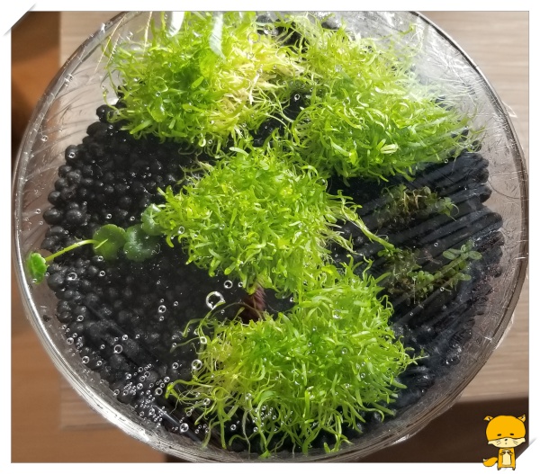 f:id:notcho:20190316173338j:plain