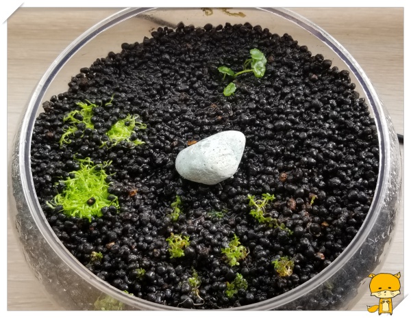 f:id:notcho:20190331190055j:plain