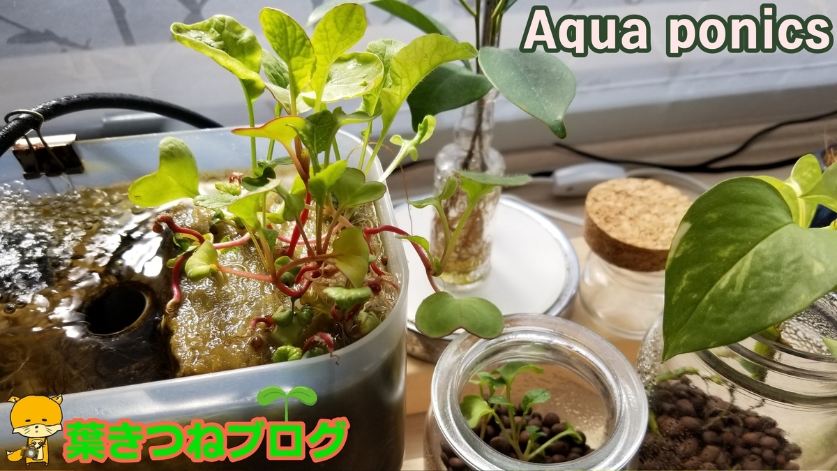 f:id:notcho:20200316081119j:plain f:id:notcho:20200316081119j:plain