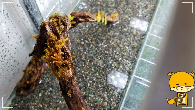 f:id:notcho:20200329182901j:plain