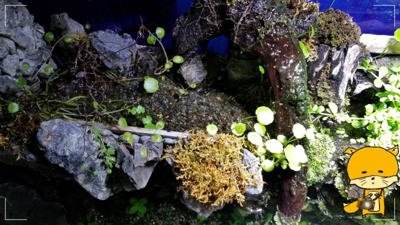 f:id:notcho:20200329182924j:plain