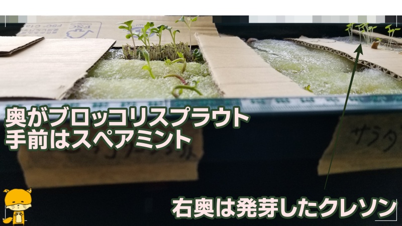 f:id:notcho:20200614151438j:plain f:id:notcho:20200614151438j:plain