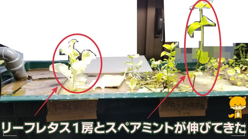 f:id:notcho:20200614151556j:plain f:id:notcho:20200614151556j:plain