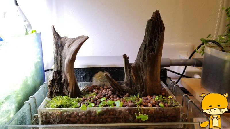 100円ショップ材料で亀水槽の水上に緑地自作 著せぬ葉きつねブログ