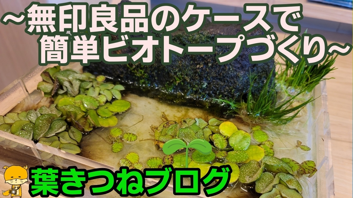 f:id:notcho:20210610080525j:plain