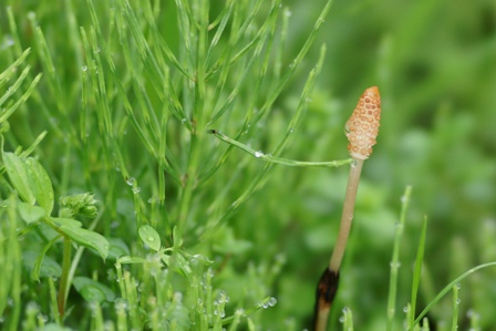 f:id:notefarm-kagoshima:20170416193326j:plain