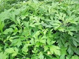 f:id:notefarm-kagoshima:20170416193352j:plain