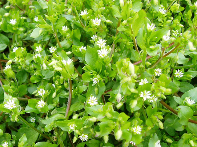 f:id:notefarm-kagoshima:20170420202128j:plain