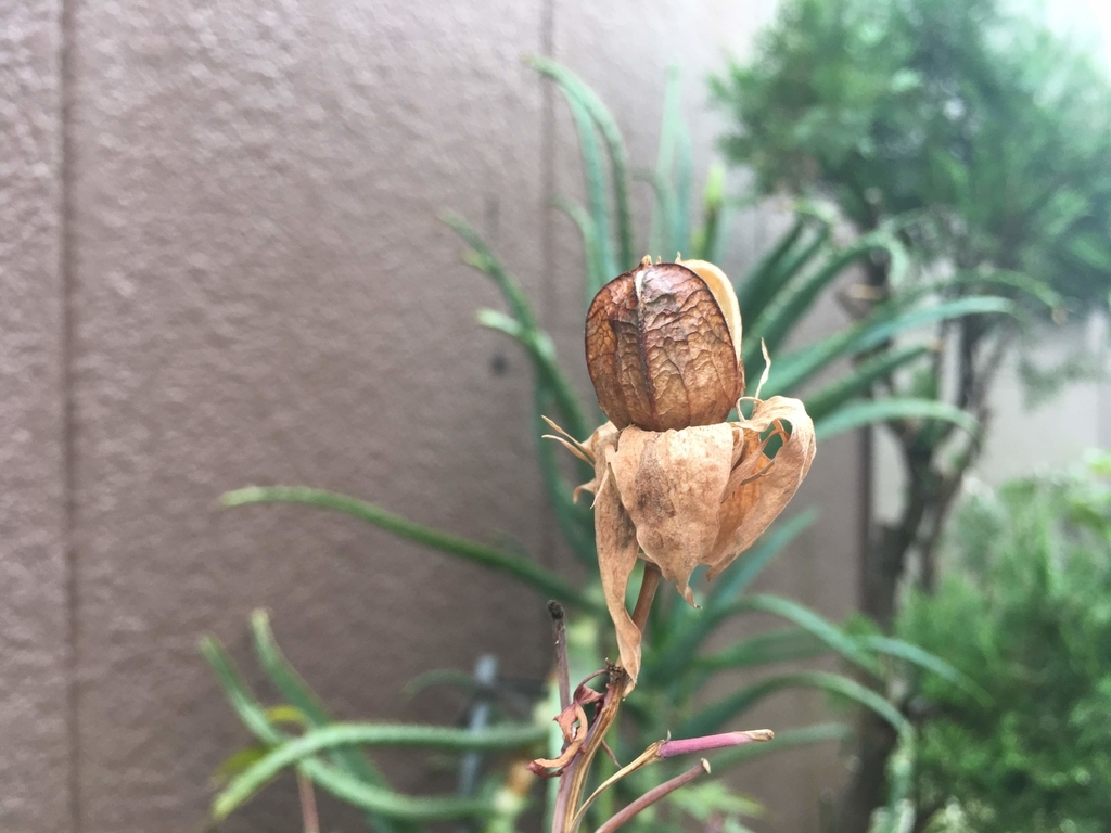 f:id:nottawashi:20181028232923j:plain